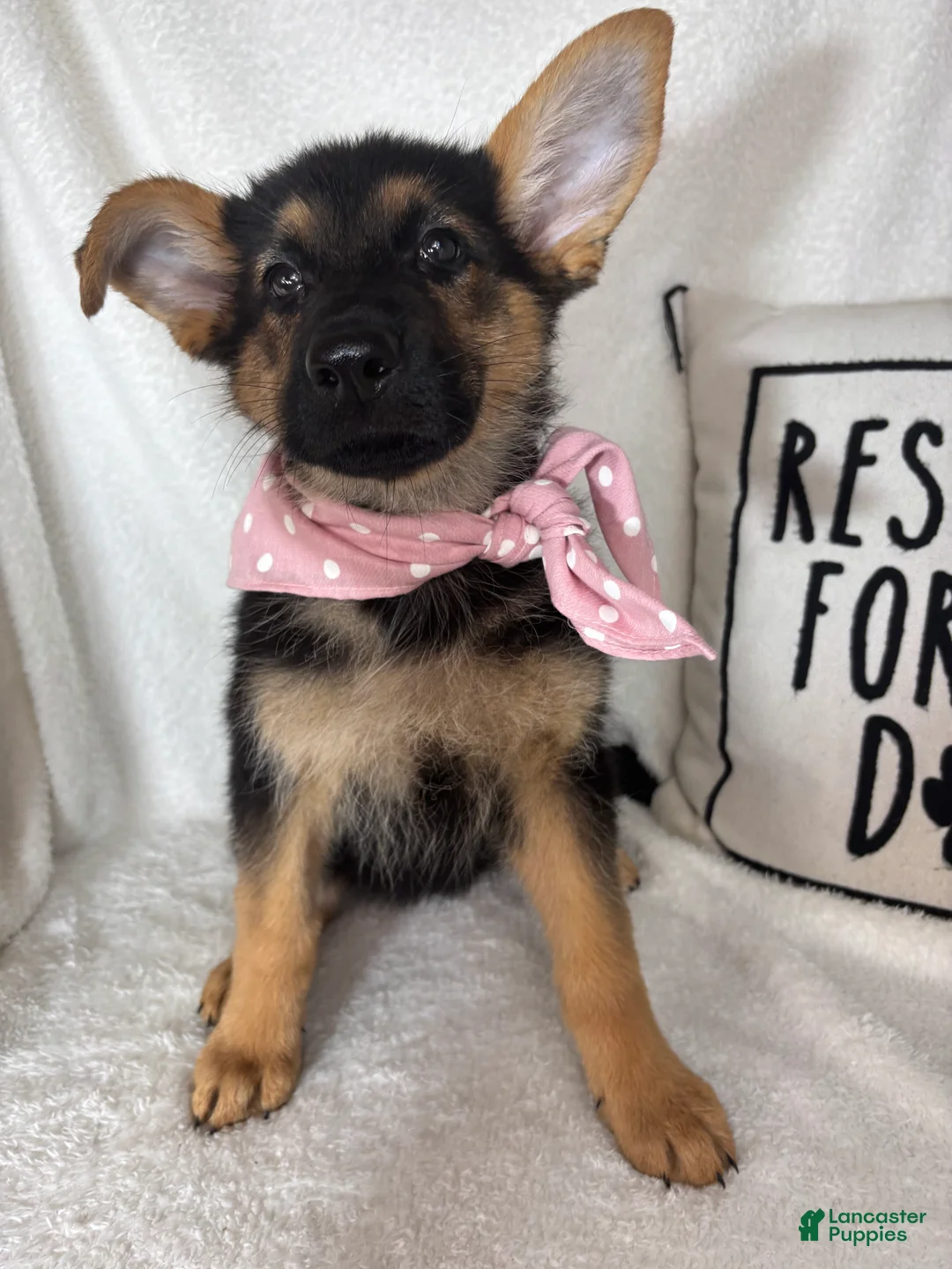 German Shepherd dogs for sale: Gracie - Ad 1