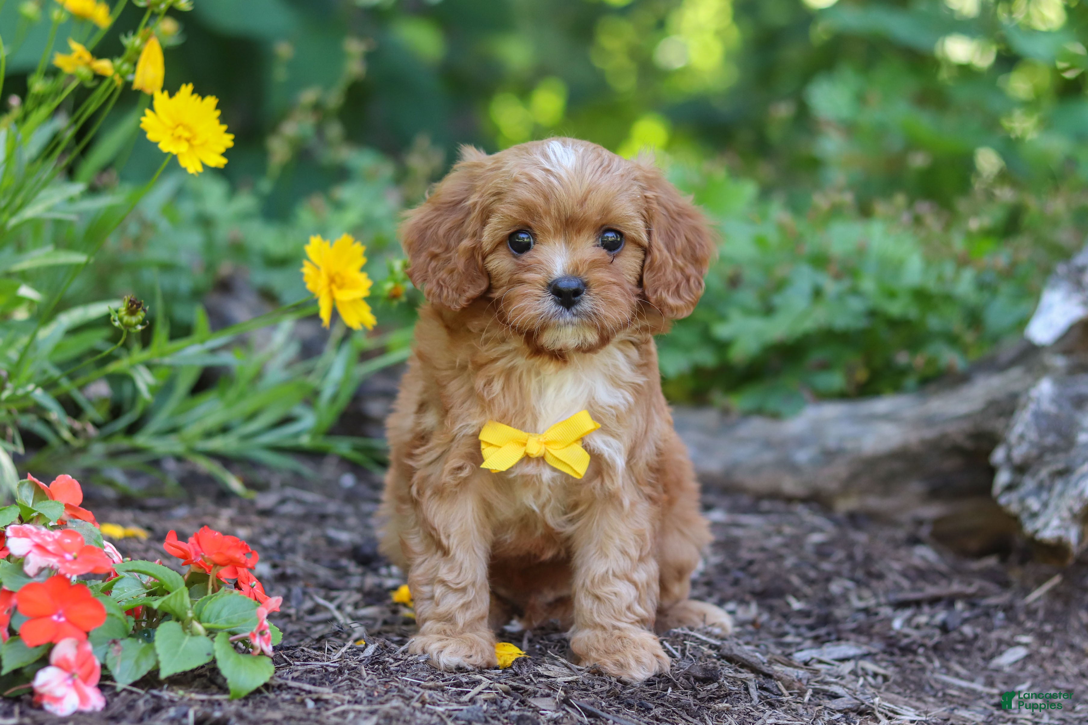 Cavapoo dogs Zack - Ad 1