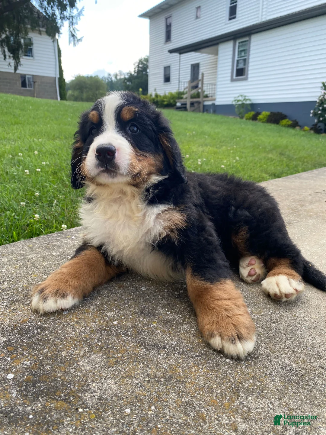 Bernese Mountain Dog dogs for sale: Milo - Ad 13