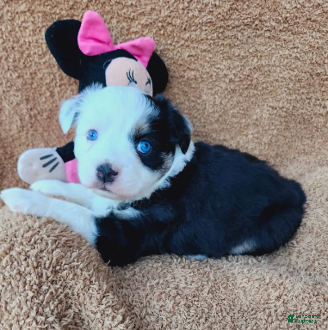 Miniature Australian Shepherd dogs for sale: Fanny Fay - Ad 5