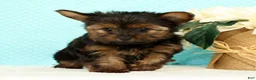 Yorkshire Terrier dogs for sale: Benji - Ad 3