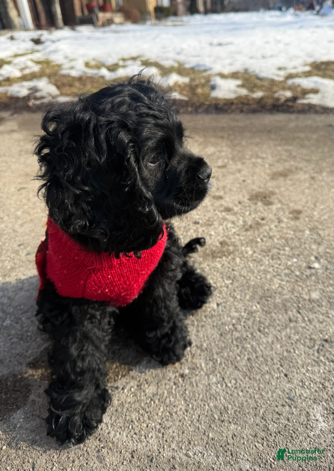 Cocker Spaniel dogs for sale: Hendrix - Ad 6