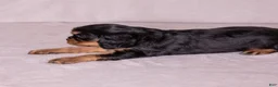 Cavalier King Charles Spaniel dogs for sale: Bravo  - Ad 4