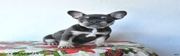 French Bulldog dogs for sale: Velvet - Ad 4