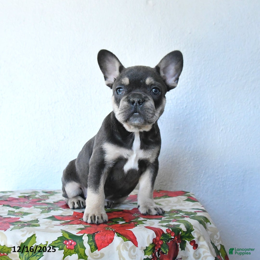 French Bulldog dogs for sale: Velvet - Ad 4
