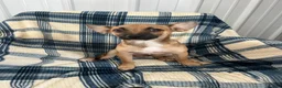 Chihuahua dogs for sale: Chihuahua  SCOTTY Boy - Ad 8