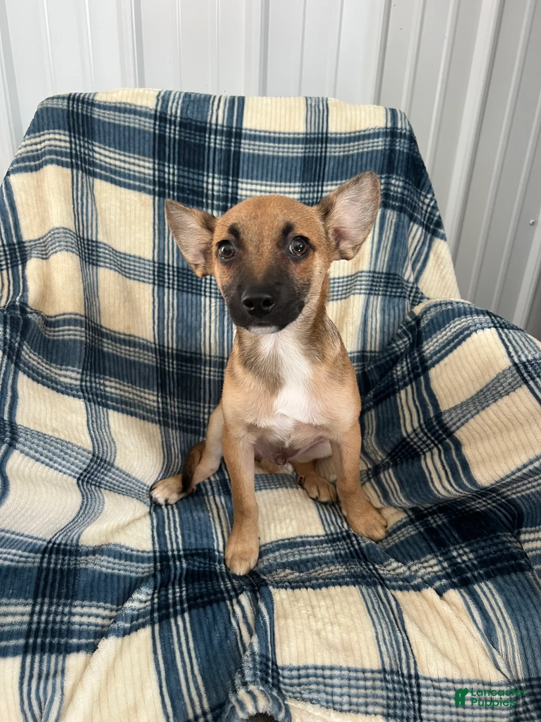 Chihuahua dogs for sale: Chihuahua  SCOTTY Boy - Ad 8