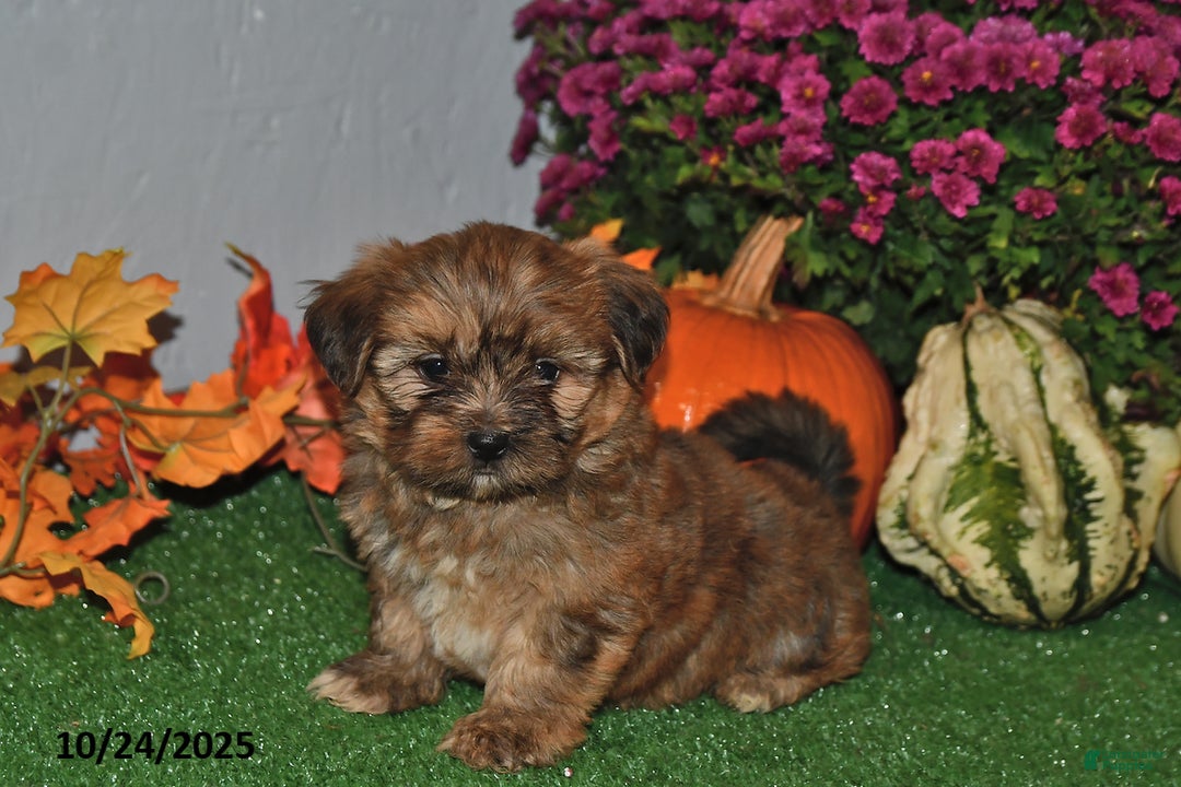 Shorkie dogs for sale: Snuggles   - Ad 1