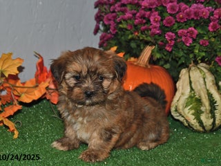 Shorkie dogs Snuggles - Ad 42