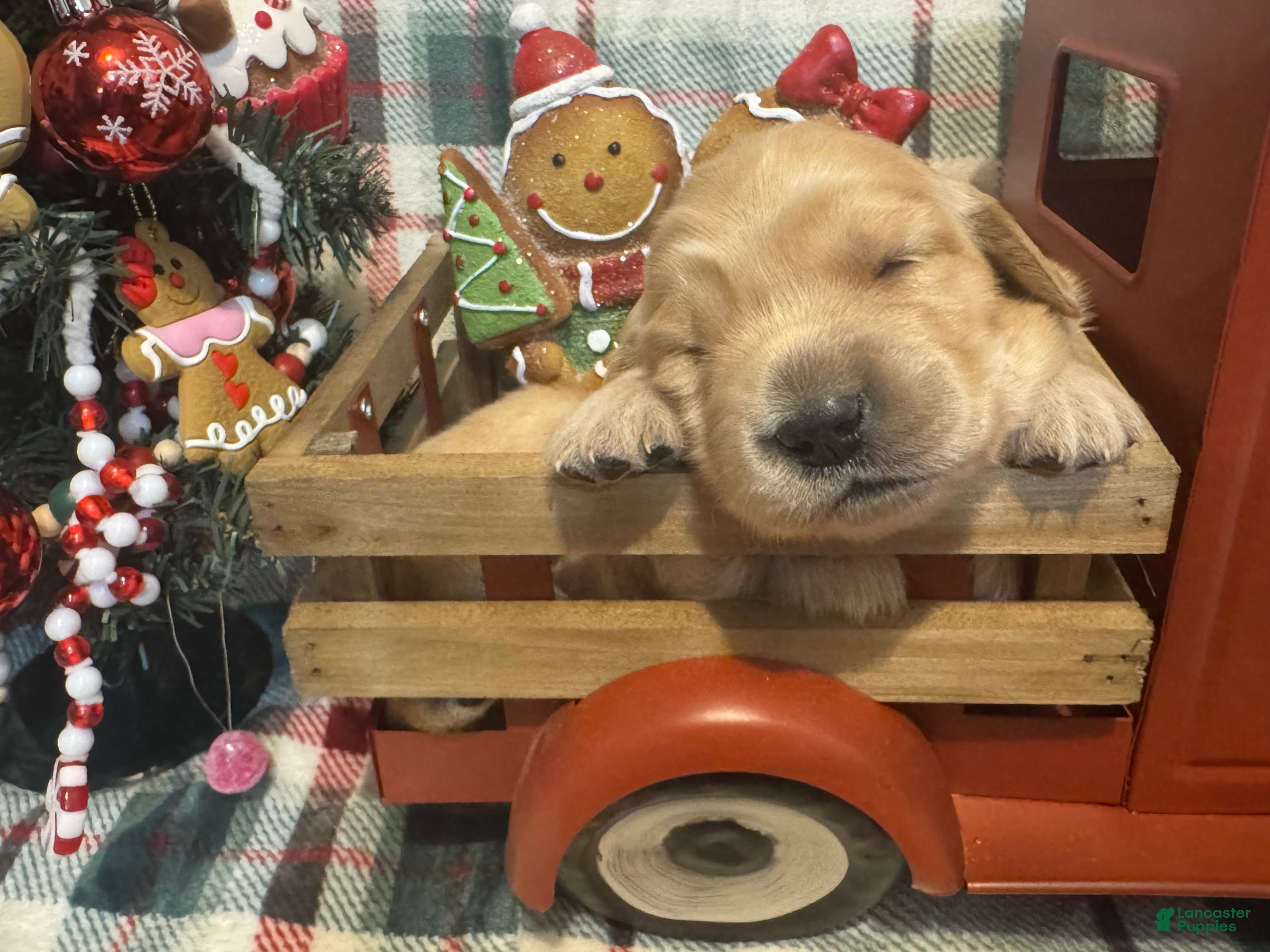 Golden Retriever dogs Angel - Ad 29