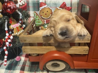 Golden Retriever dogs Angel - Ad 1