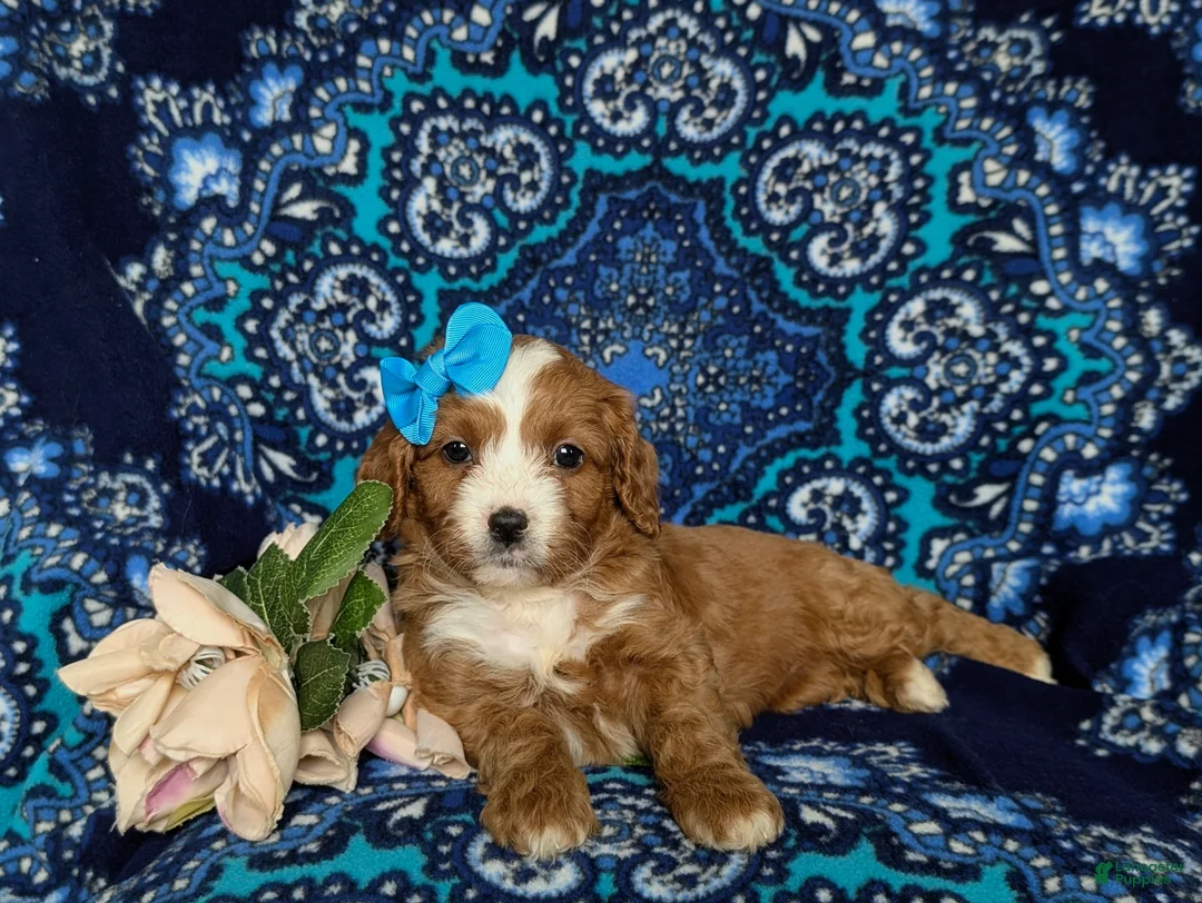 Cavapoo dogs for sale: Kandee - Ad 6