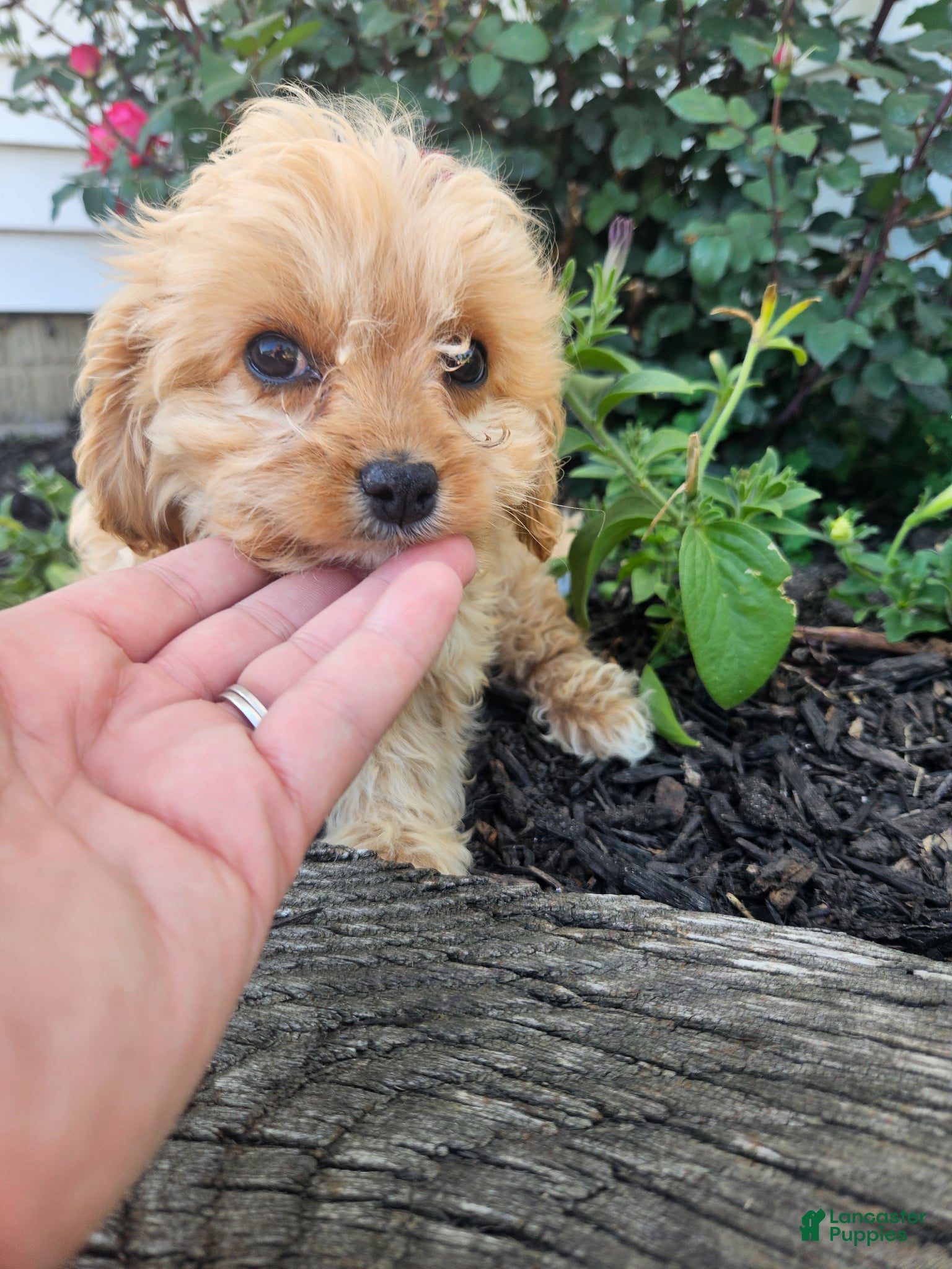 Cavapoo dogs Calvin - Ad 3