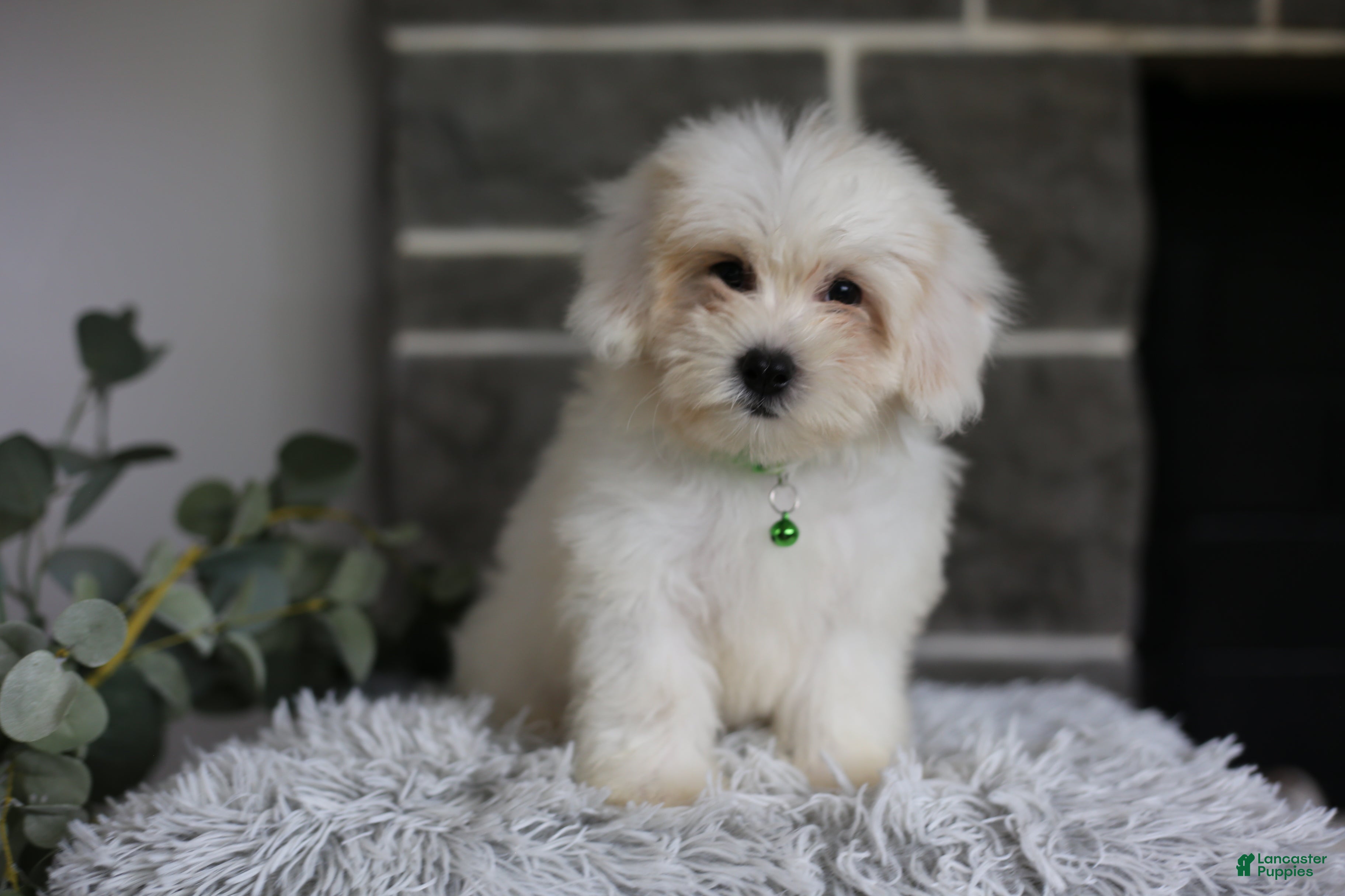 Maltipoo dogs Frankie - Ad 1