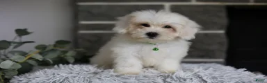 Frankie