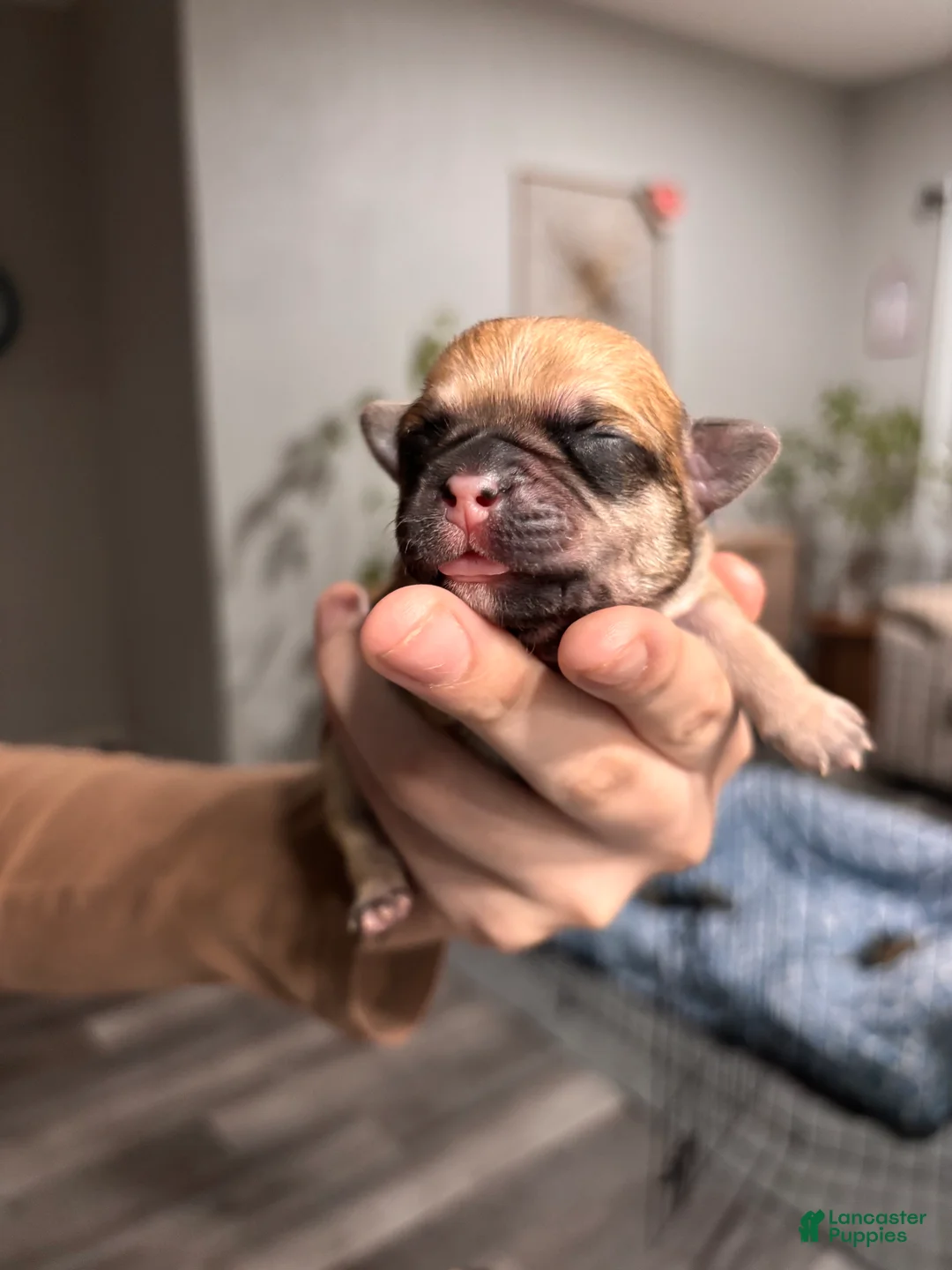 Mixed Breed dogs for sale: Mixed Breed Puppy 5 - Ad 1