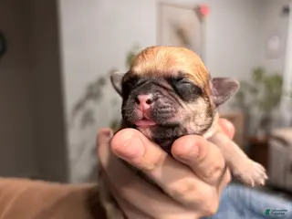 Mixed Breed dogs Mixed Breed Puppy 5 - Ad 14