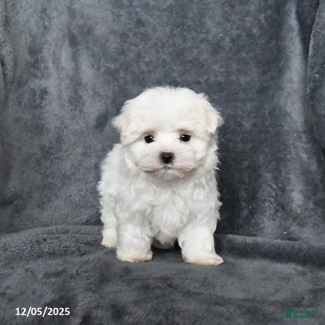 Maltese dogs for sale: Snowball - Ad 4