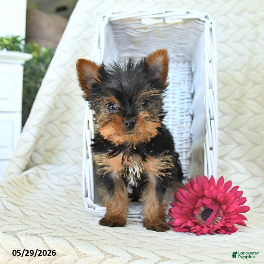 Yorkshire Terrier dogs John - Ad 1