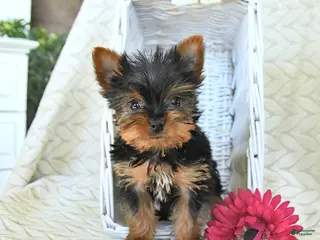 Yorkshire Terrier dogs for sale: John - Ad 2