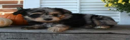 Mixed Breed dogs for sale: Misty - Ad 3
