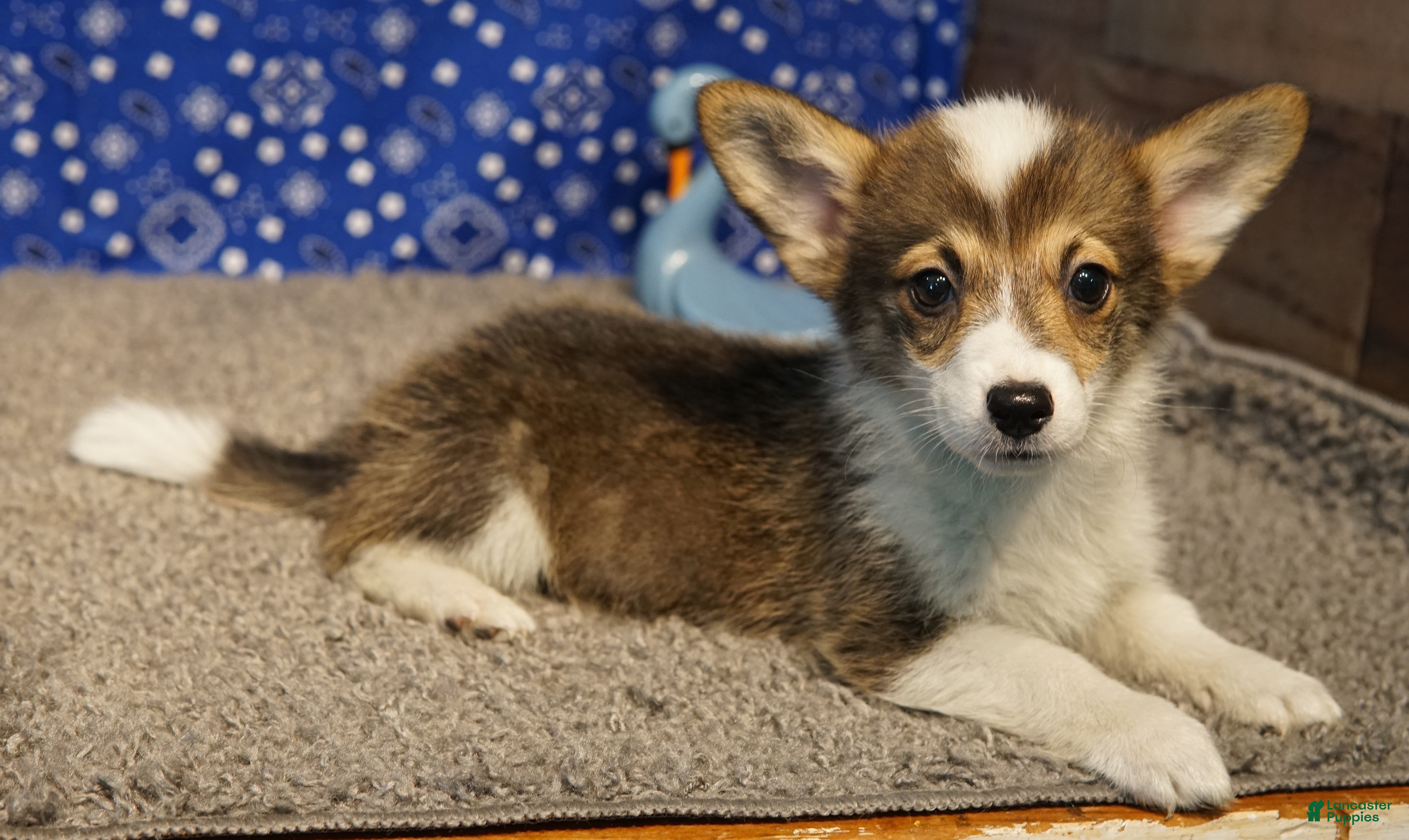 Welsh Corgi Pembroke dogs Mocha - Ad 14