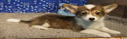 Welsh Corgi Pembroke dogs for sale: Mocha - Ad 1