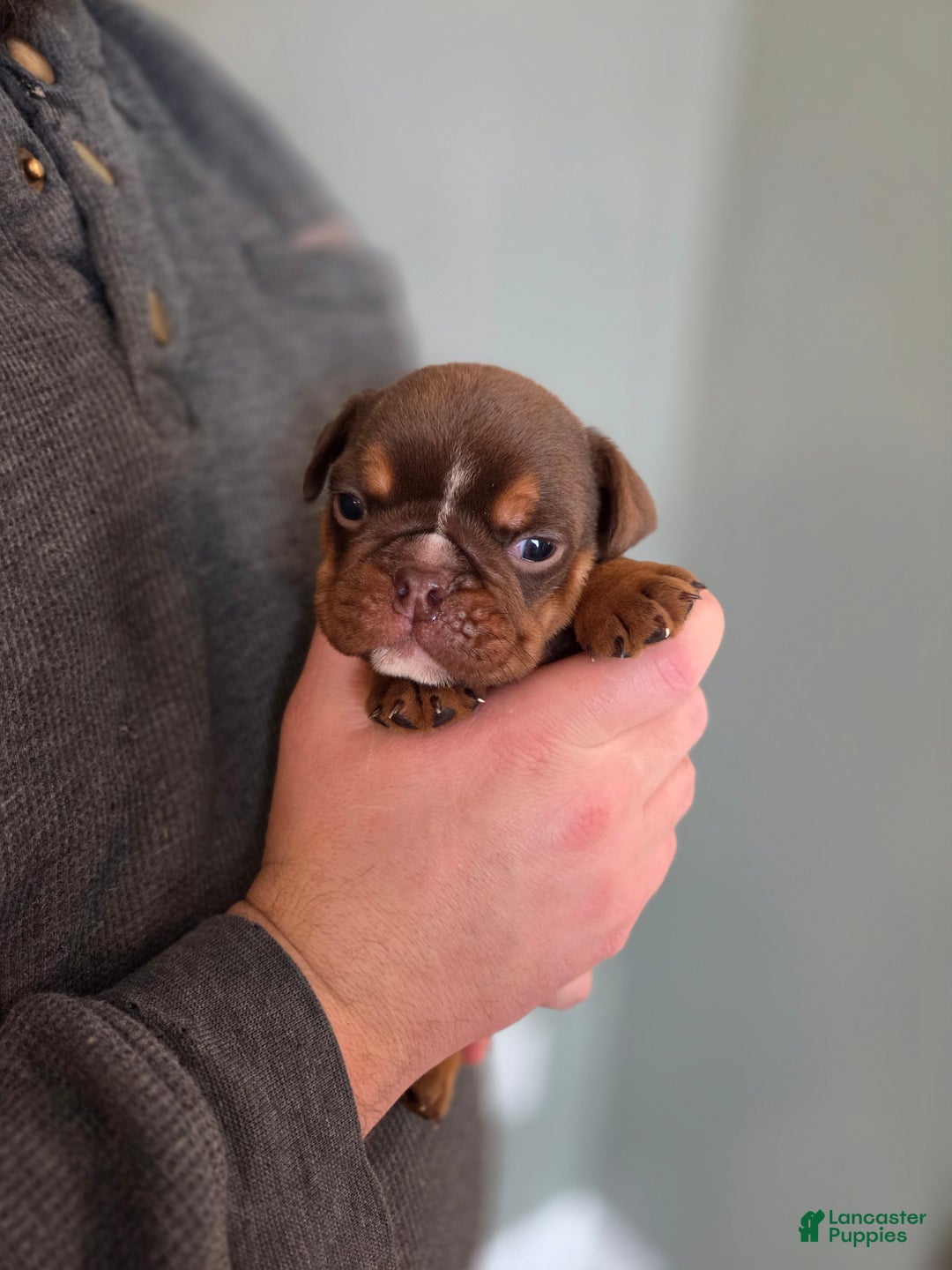 English Bulldog dogs for sale: Boone - Ad 1