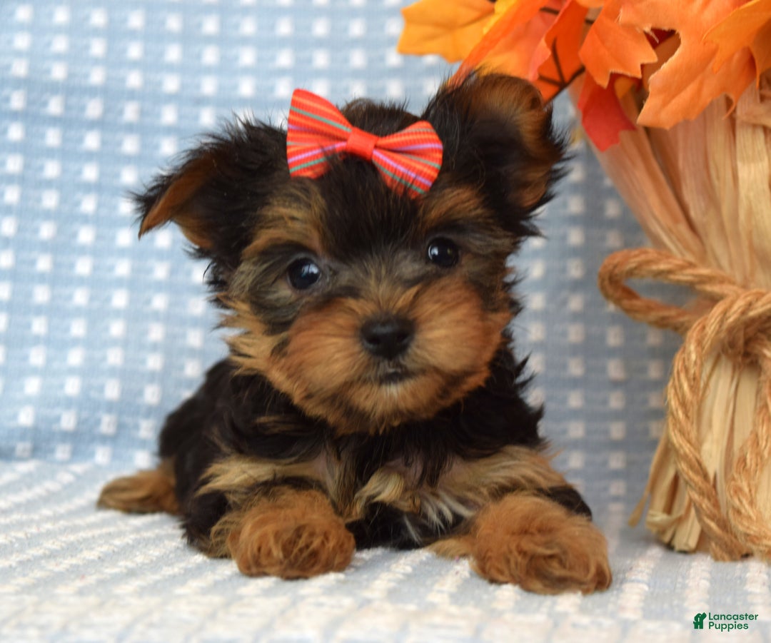 Yorkshire Terrier dogs for sale: Carly  - Ad 13