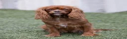 Cavalier King Charles Spaniel dogs for sale: Chai - Ad 6