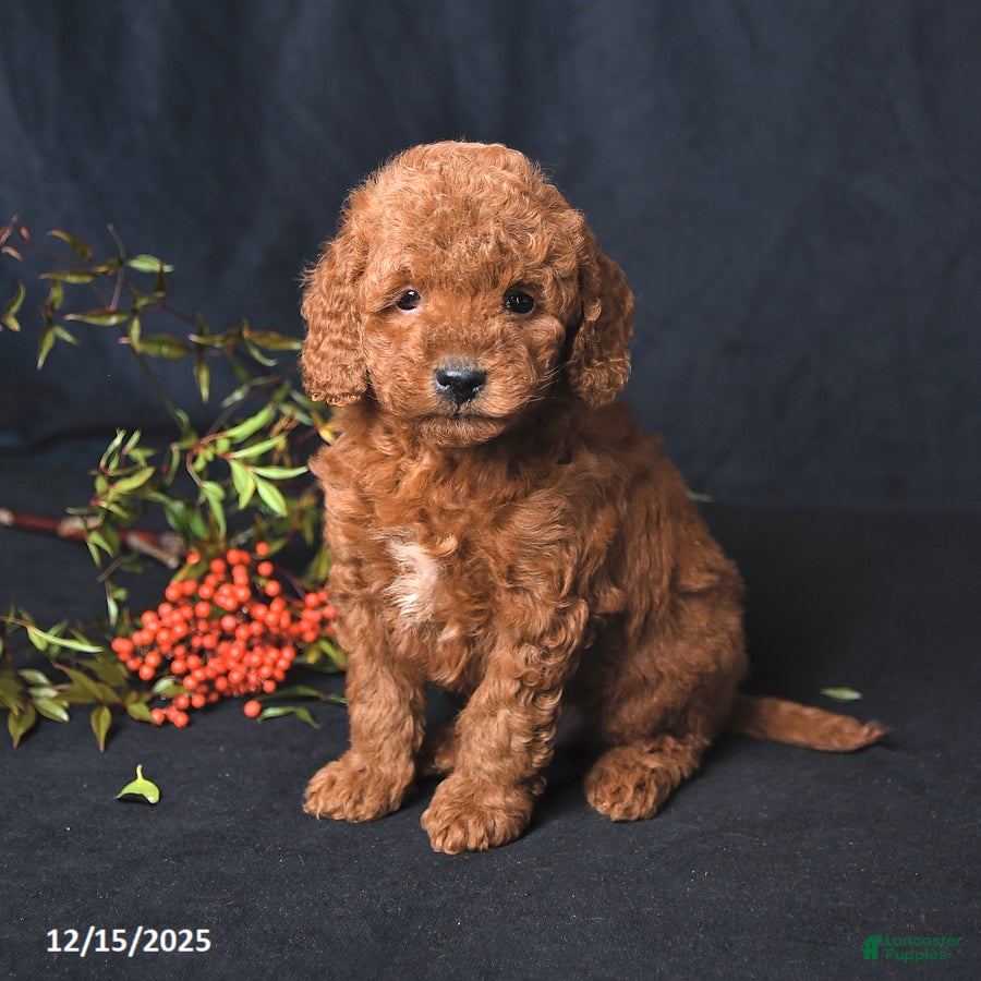 Miniature Poodle dogs Isaiah - Ad 7