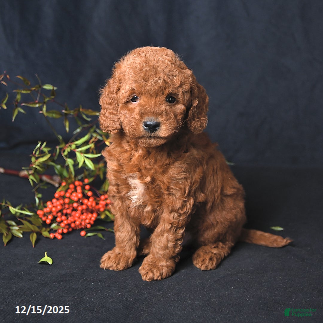 Miniature Poodle dogs for sale: Isaiah - Ad 1