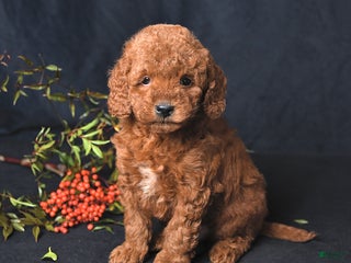 Miniature Poodle dogs Isaiah - Ad 7