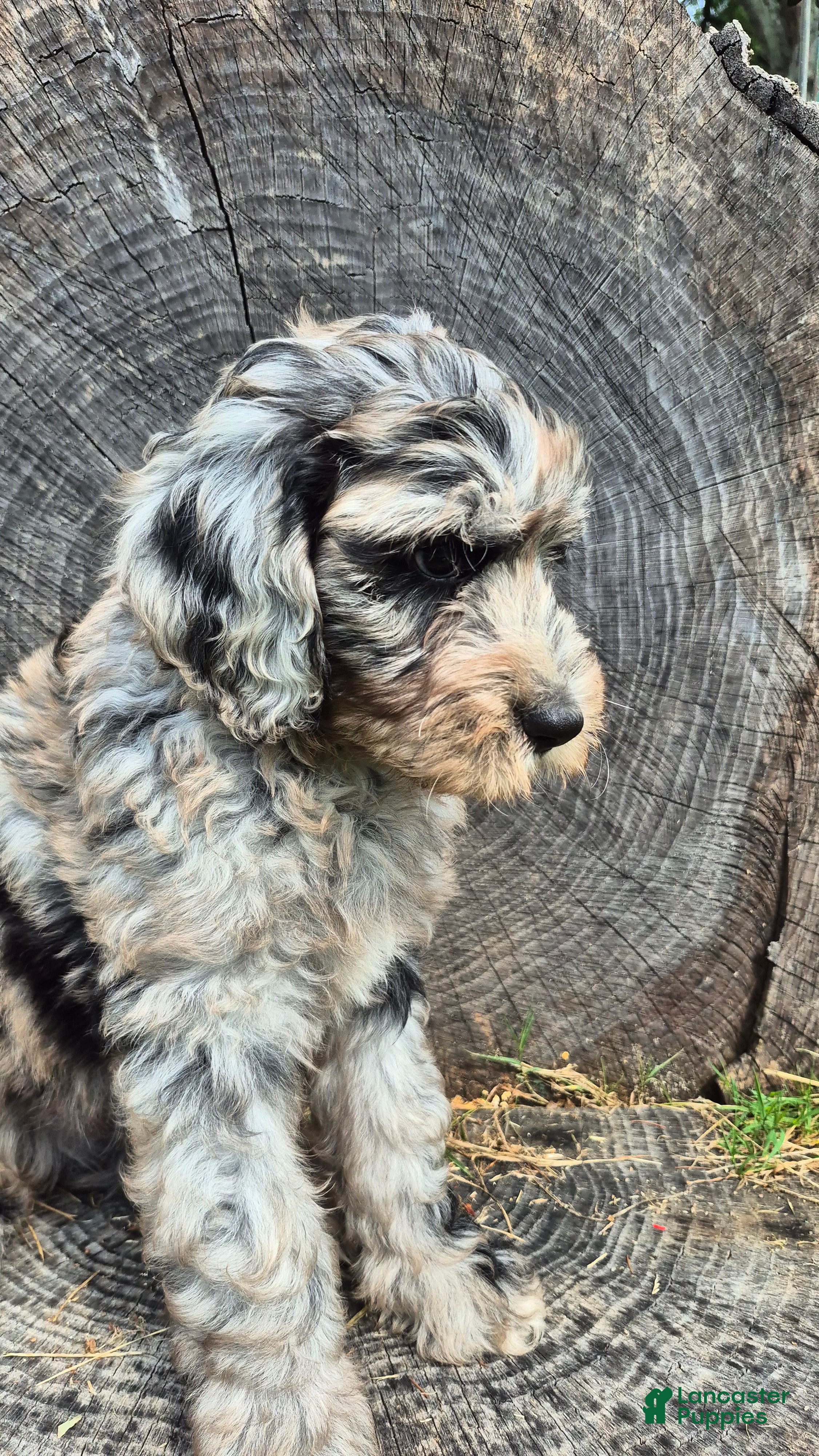 Mini Sheepadoodle dogs Artemis  - Ad 2