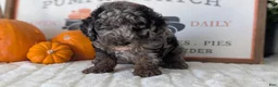 Miniature Poodle dogs for sale: Hunter - Ad 10
