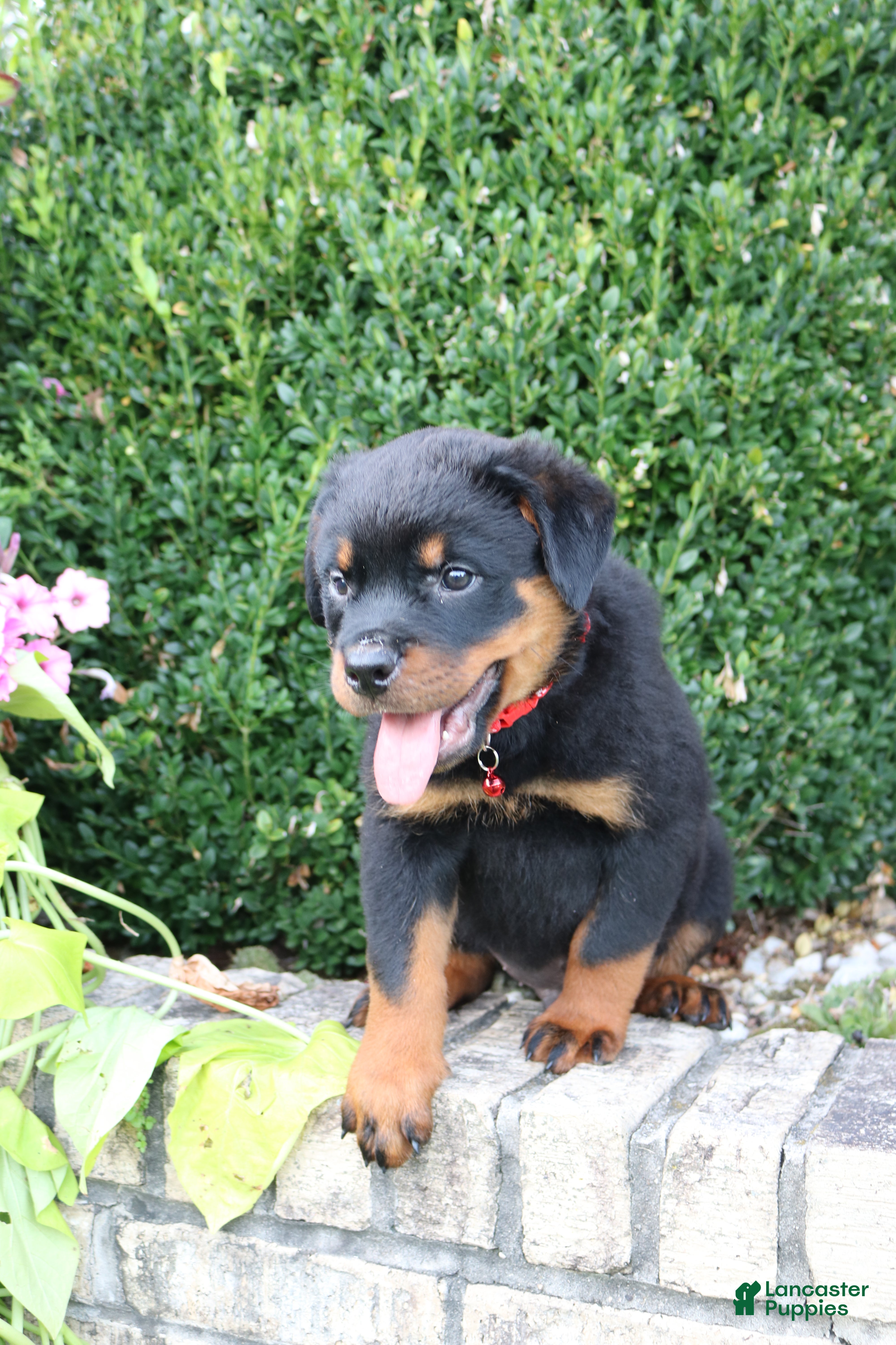 Rottweiler dogs for sale: Landon - Ad 1