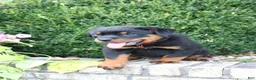 Rottweiler dogs for sale: Landon - Ad 1