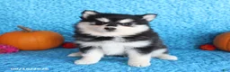 Pomsky dogs for sale: Wren - Ad 5