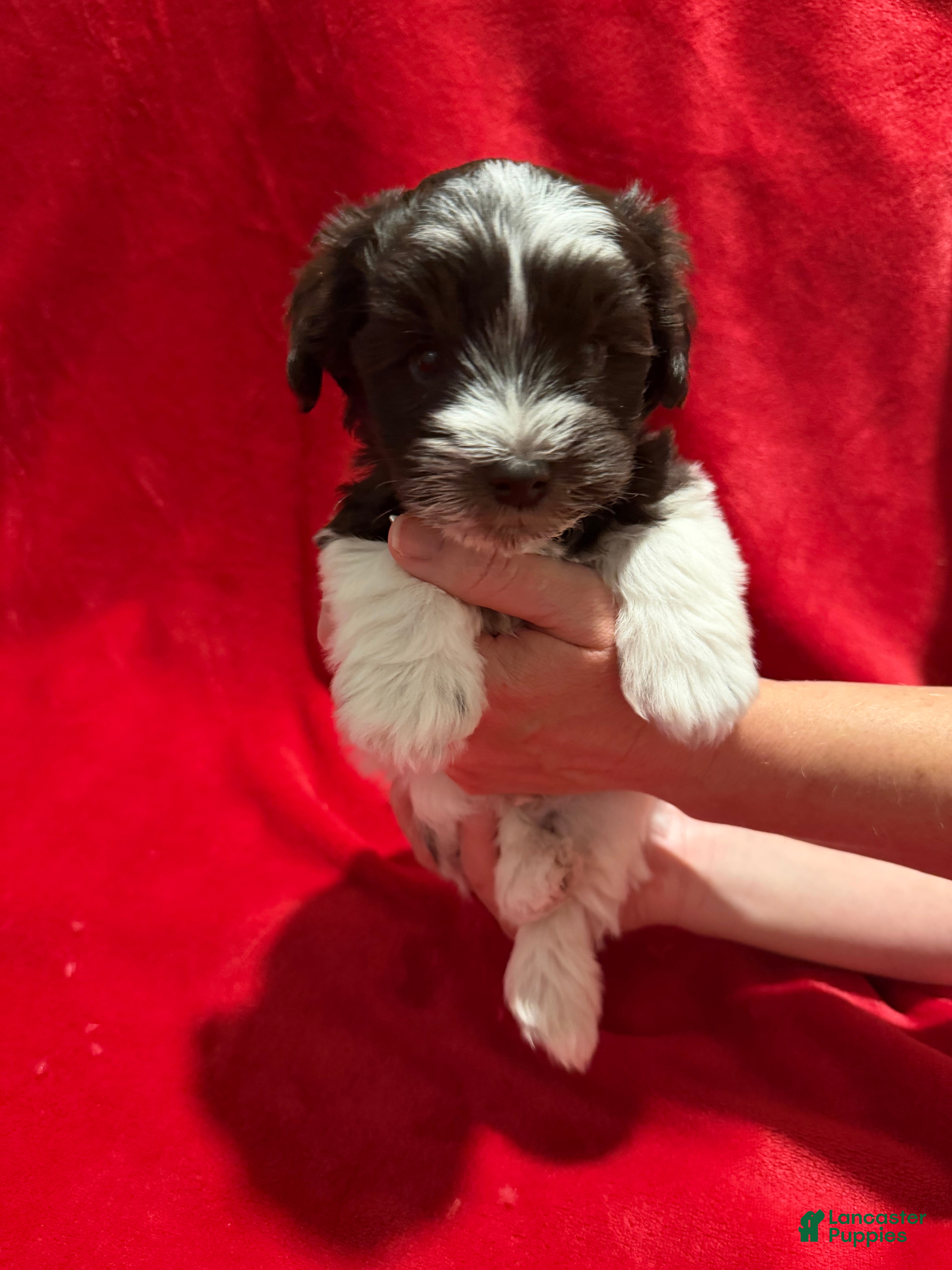 Miniature Schnauzer dogs Wooli - Ad 12