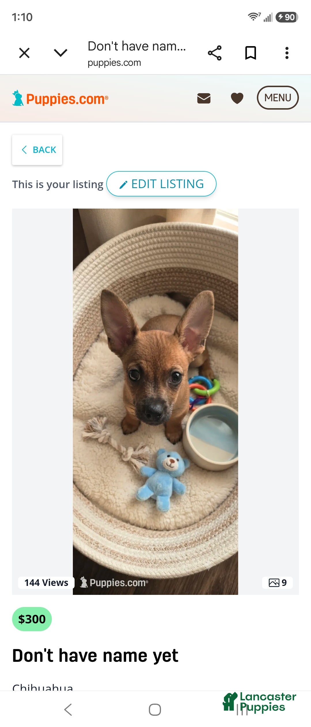 Chihuahua dogs Chihuahua 2 - Ad 42