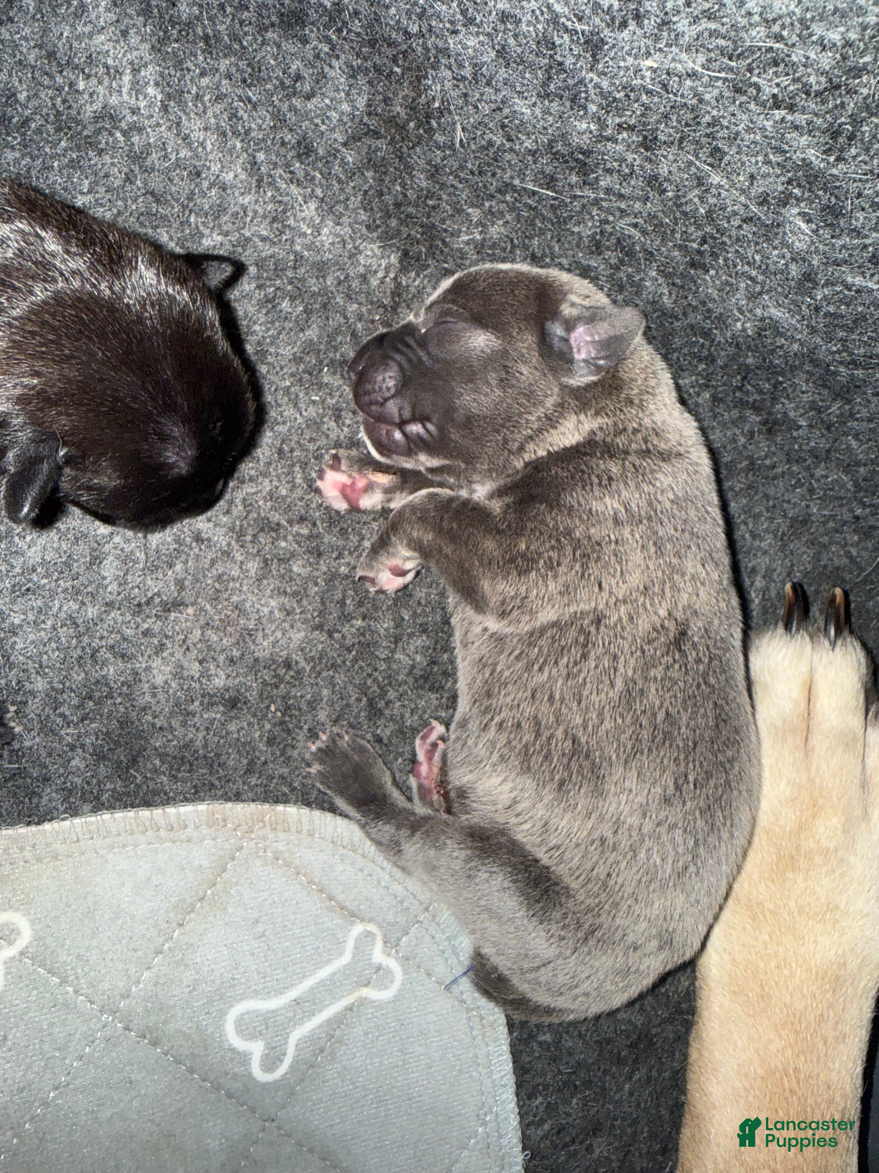 Cane Corso dogs Russet - Ad 1