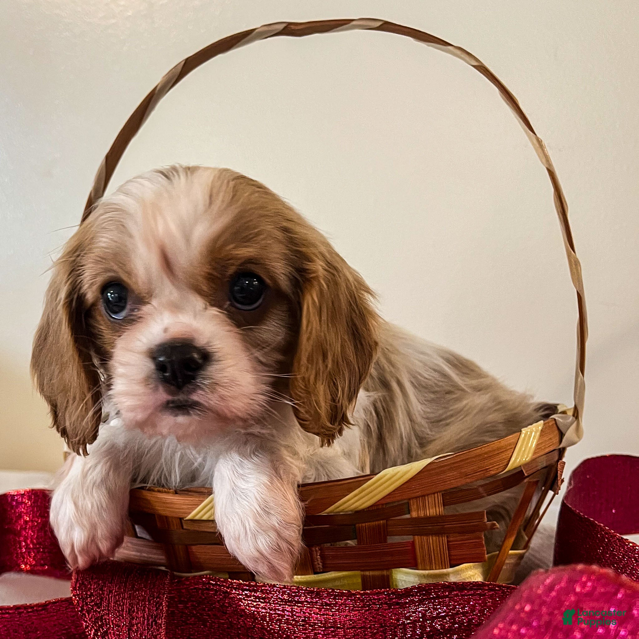Cavalier King Charles Spaniel dogs Kelly - Ad 4