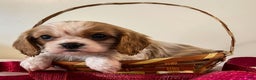 Cavalier King Charles Spaniel dogs for sale: Kelly - Ad 1