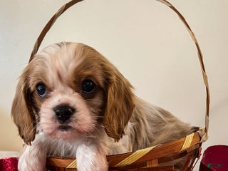 Cavalier King Charles Spaniel dogs Kelly - Ad 34