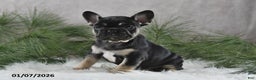 French Bulldog dogs for sale: Adela - Ad 1