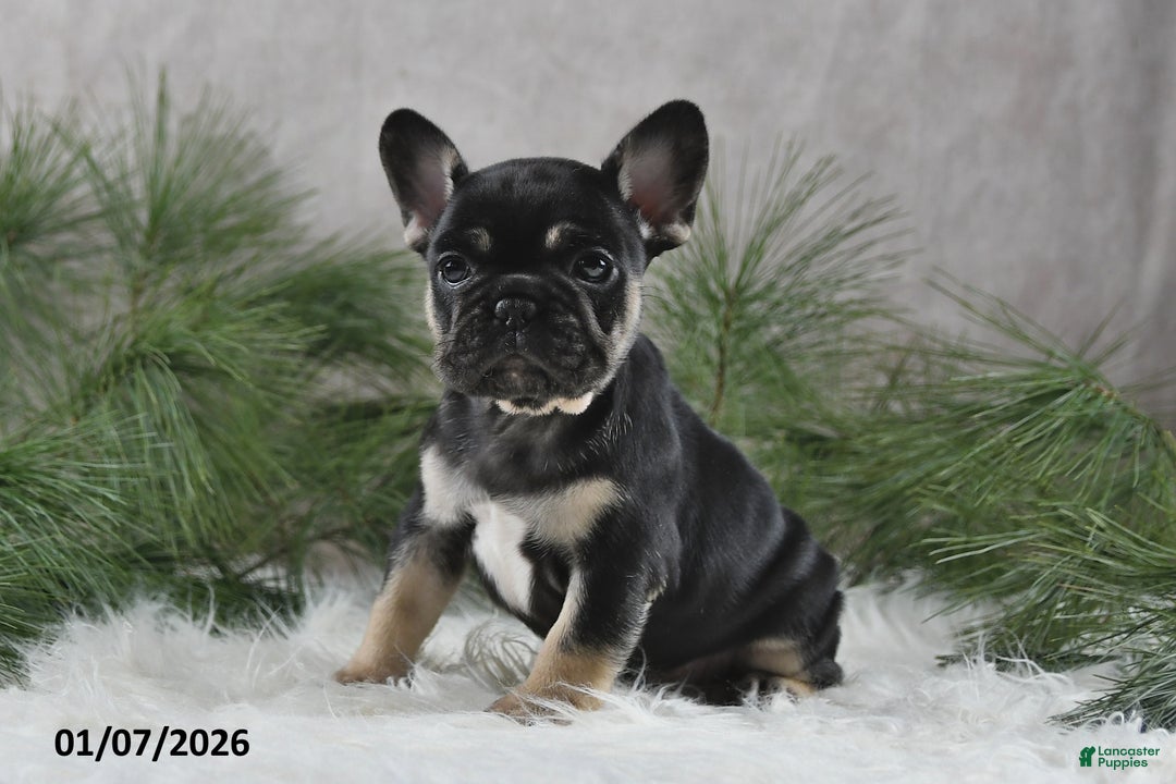 French Bulldog dogs for sale: Adela - Ad 1