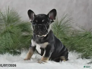 French Bulldog dogs Adela - Ad 10