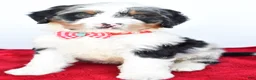 Mini Bernedoodle dogs for sale: Liam - Ad 1