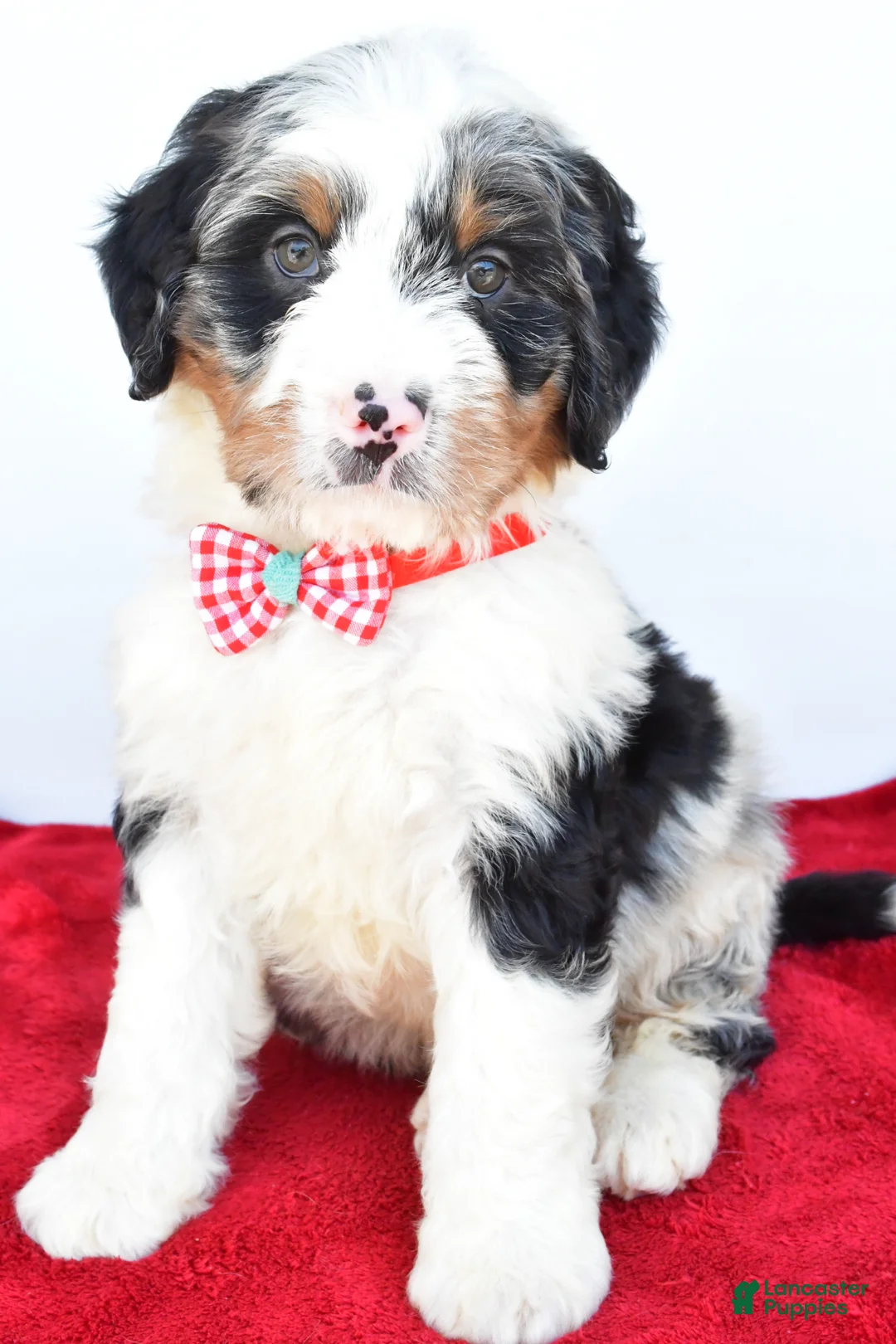 Mini Bernedoodle dogs for sale: Liam - Ad 1