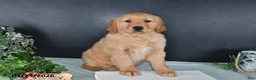 Golden Retriever dogs for sale: Kari - Ad 3